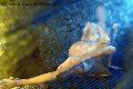 Foto Alina Ranieri Girl Rieti - 43