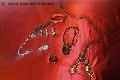 Foto Lady Penelope Mistress Lodi - 21